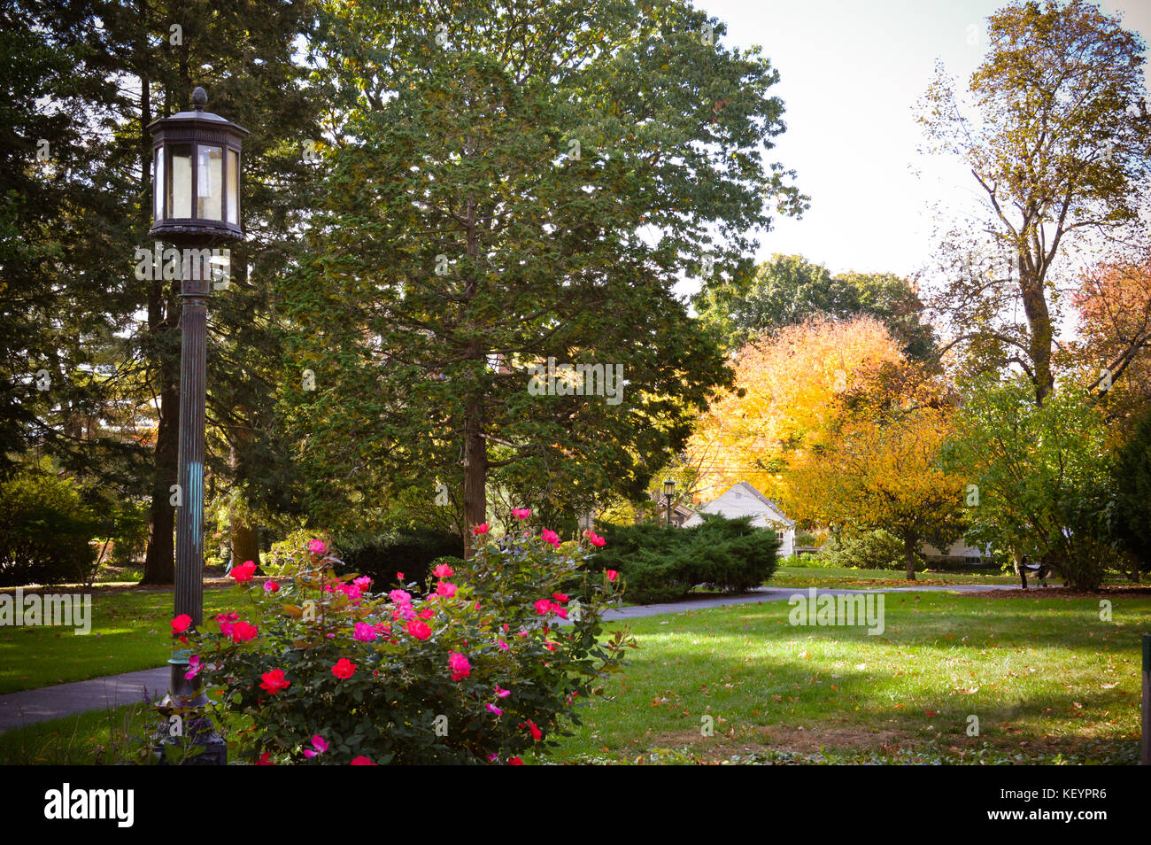 An old light post in New Hampshire sits among a bush of pink flowers along a park walkway. Stock Photo