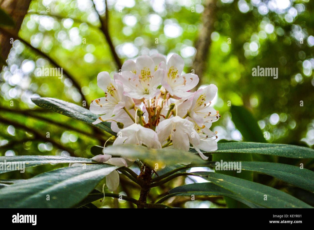 Beautiful Rhododendron flowers bloom in a New Hampshire State Park. Stock Photo