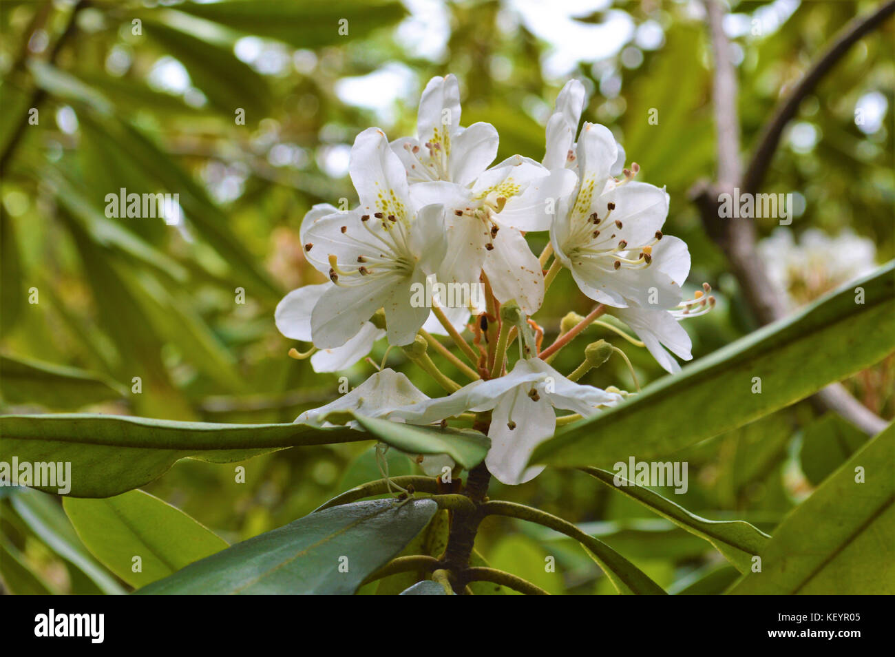 Beautiful Rhododendron flowers bloom in a New Hampshire State Park. Stock Photo
