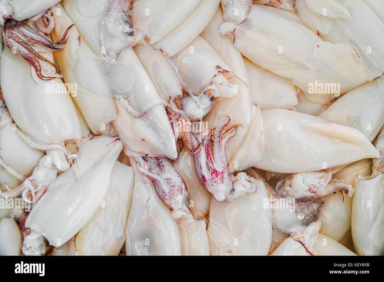 Fresh squid on ice Stock Photo Alamy