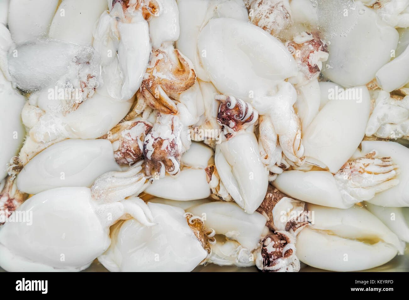 Fresh squid on ice Stock Photo Alamy