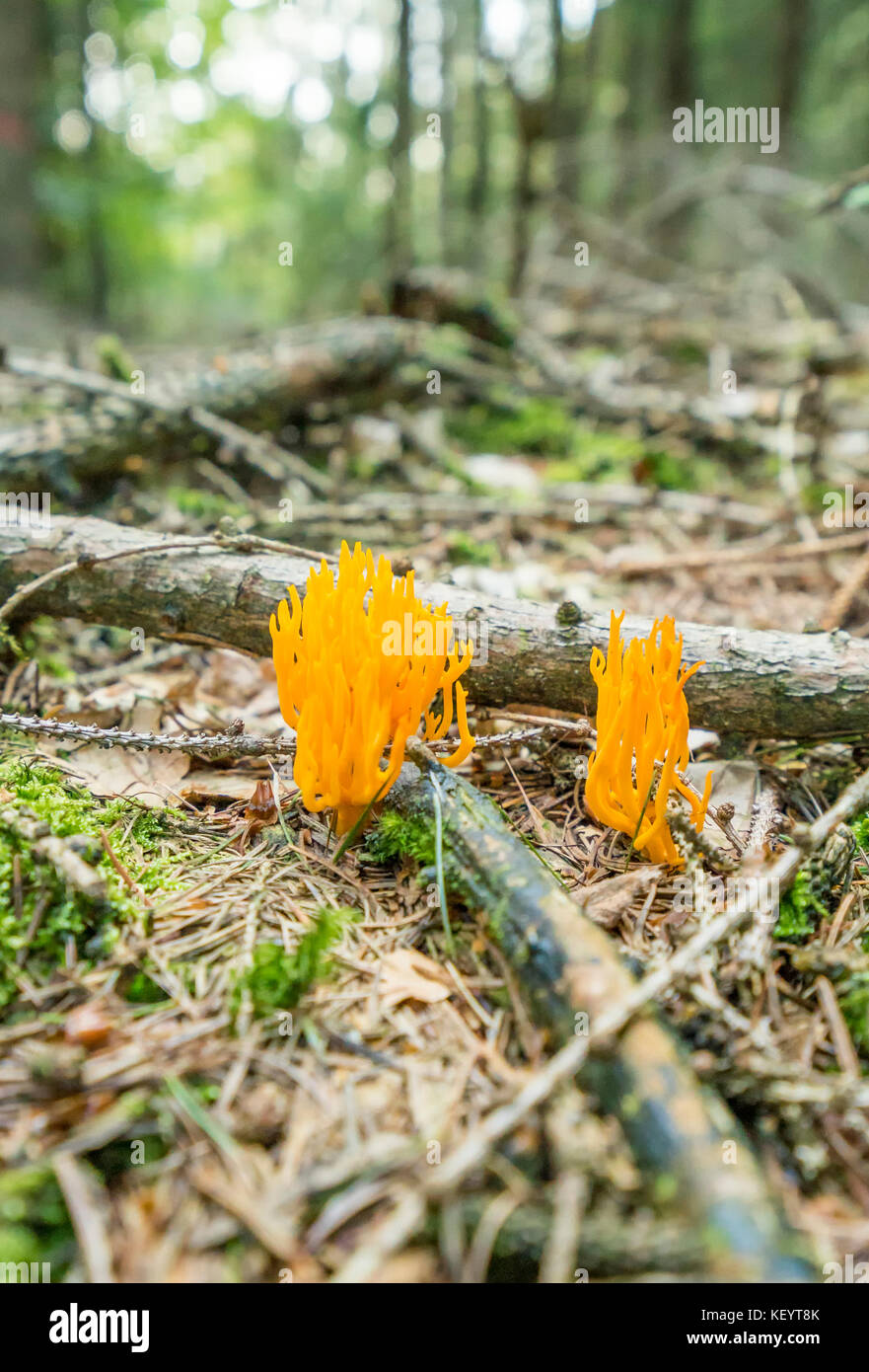 low angle shot of a orange coral fungi in forest ambiance Stock Photo