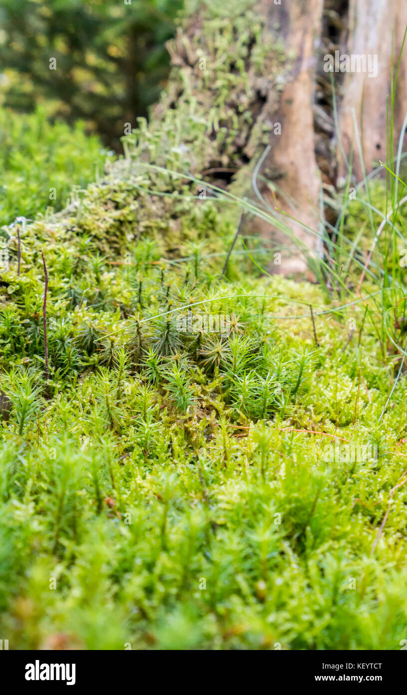 closeup shot of a dense ground cover vegetation on a tree trunk with moss and lichen in forest ambiance Stock Photo