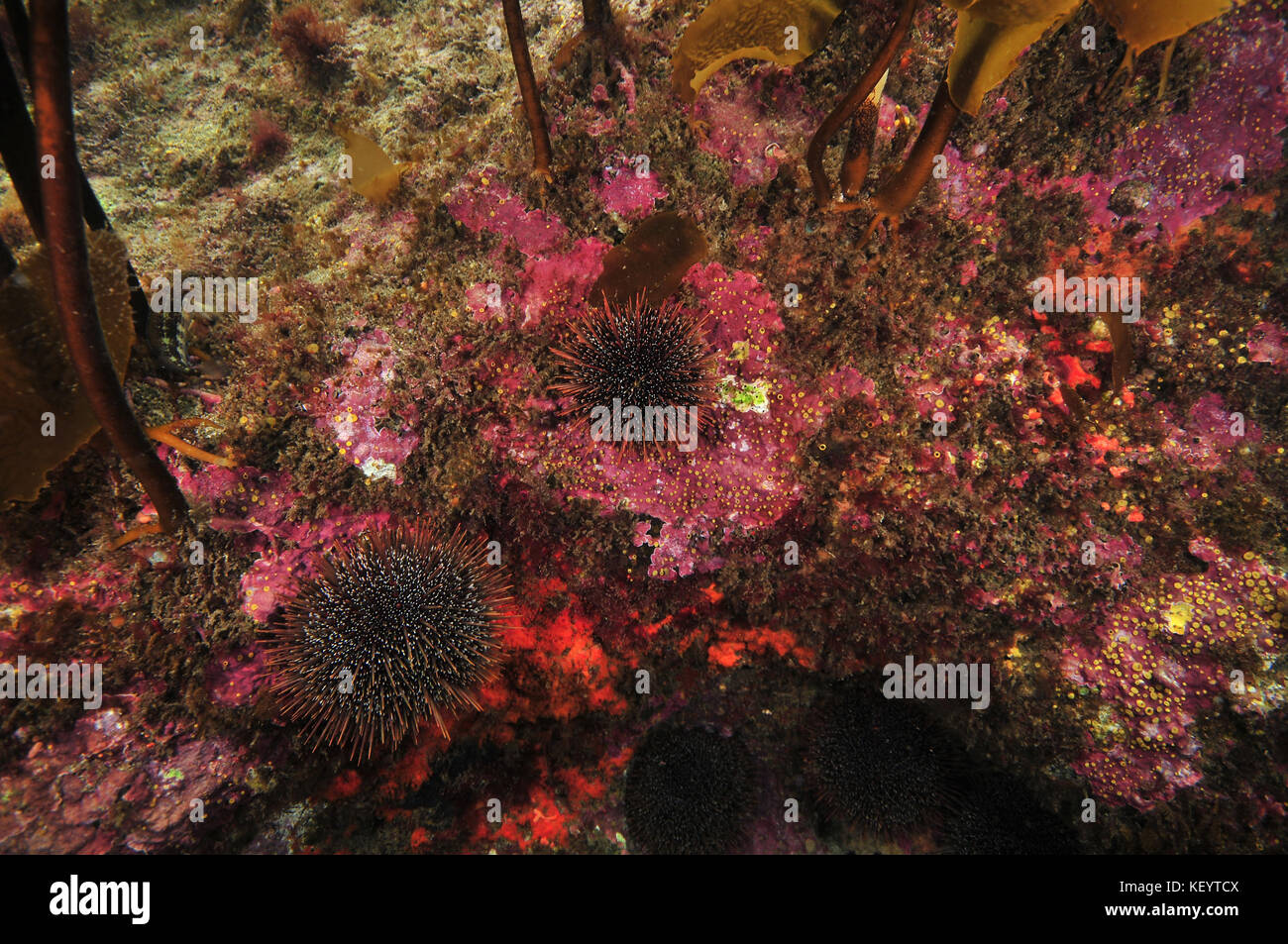 Rocky reef in shade of kelp canopy covered with encrusting invertebrates and hard coralline algae with some sea urchins on it. Stock Photo