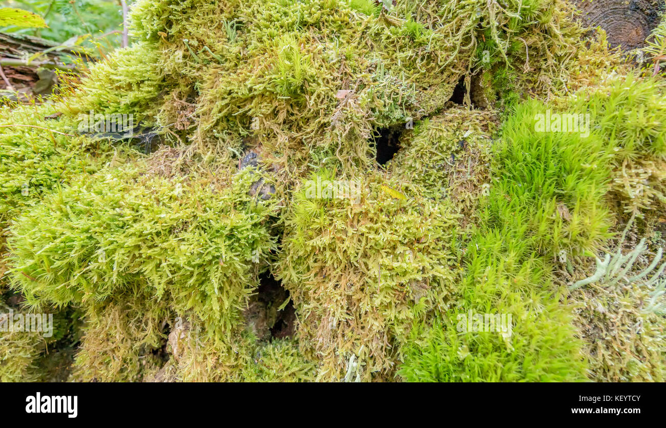 dense ground cover vegetation closeup with moss and lichen Stock Photo