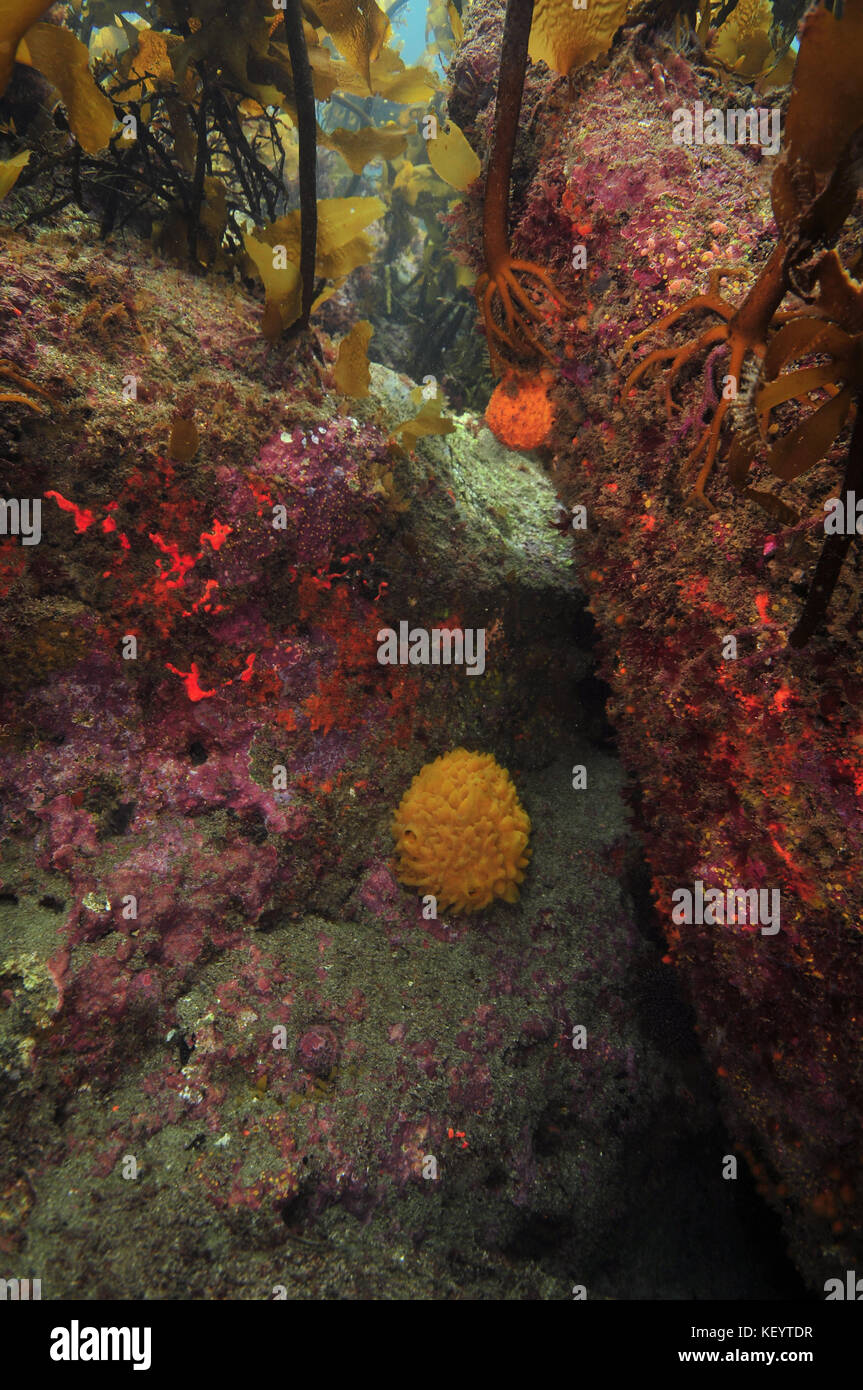 Colourful sponges and other invertebrates on rock walls under kelp forest canopy. Stock Photo