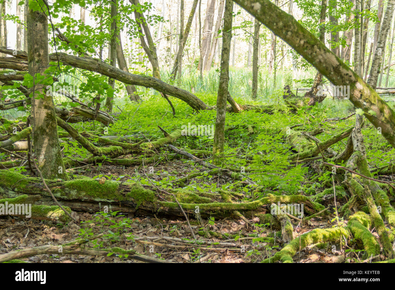 natural forest scenery in Southern Germany at early summer time Stock Photo