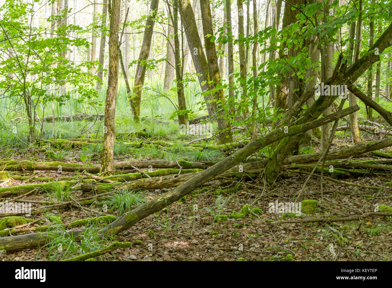 natural forest scenery in Southern Germany at early summer time Stock Photo