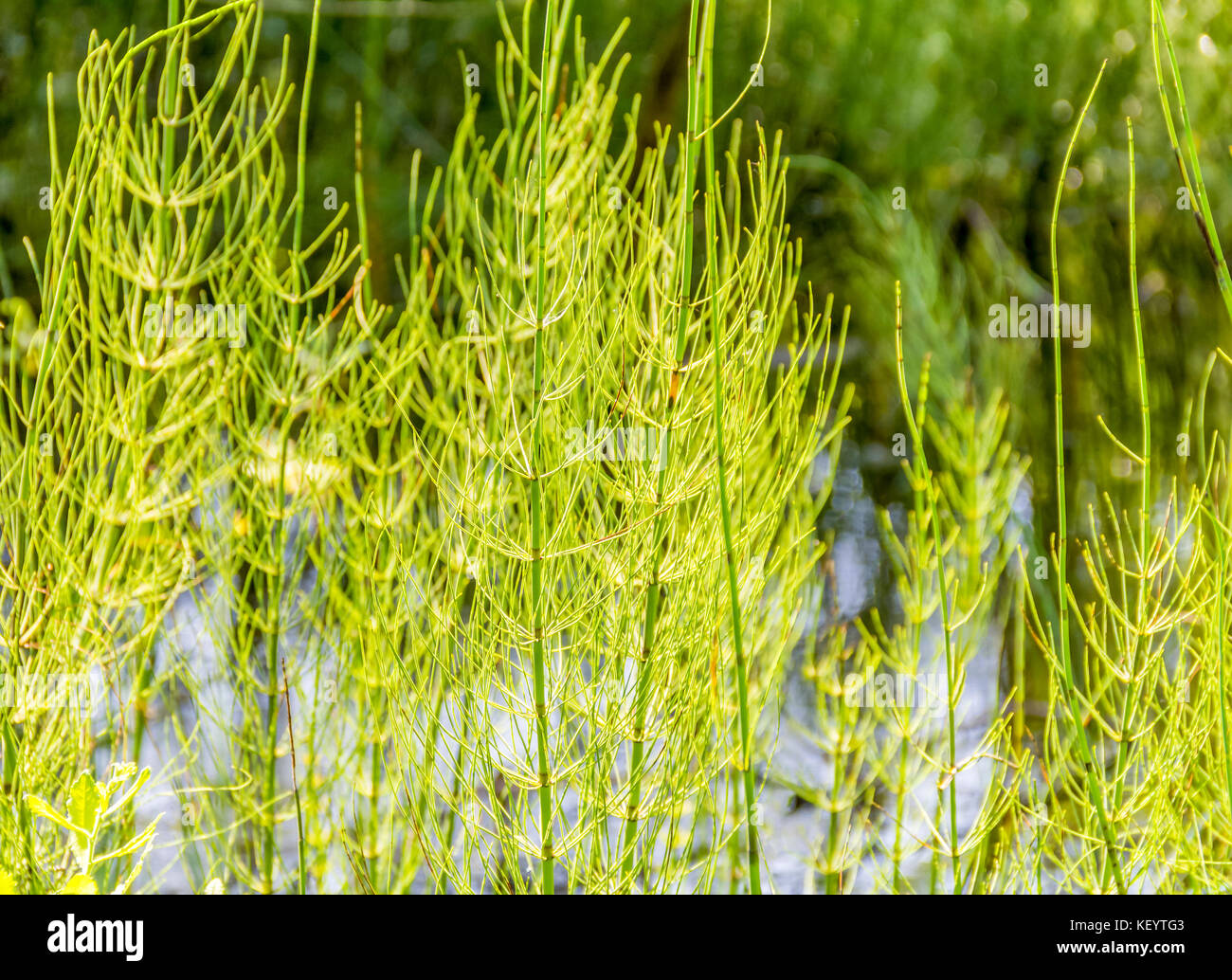sunny illuminated wetland horsetail vegetation detail in Southern Germany at early summer time Stock Photo