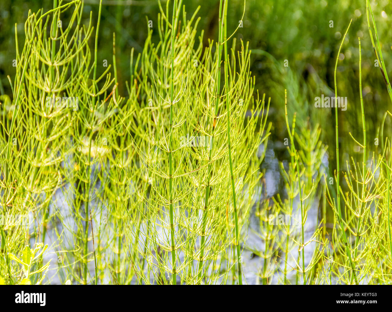 sunny illuminated wetland horsetail vegetation detail in Southern Stock