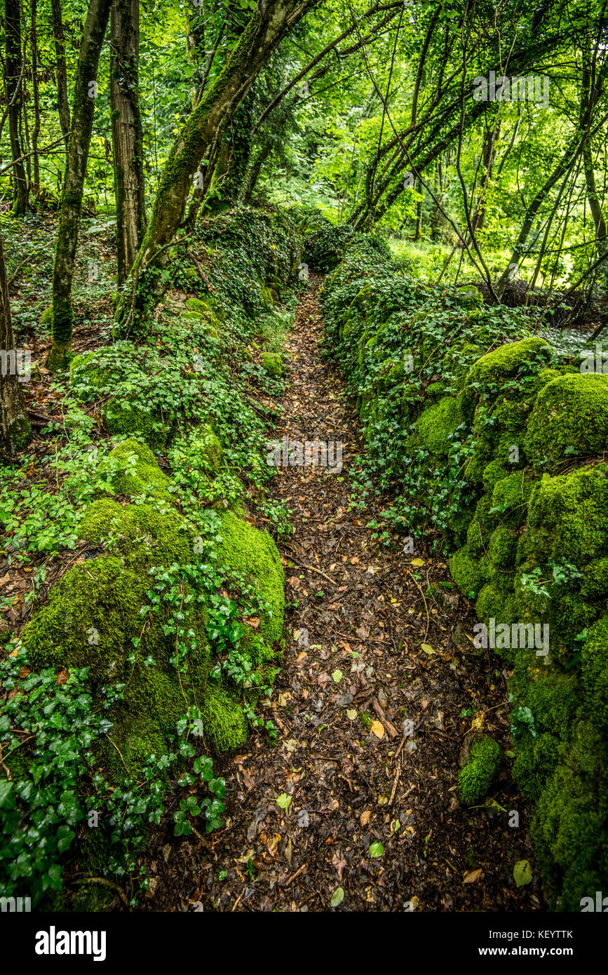 lush vegetation - green land project Stock Photo - Alamy