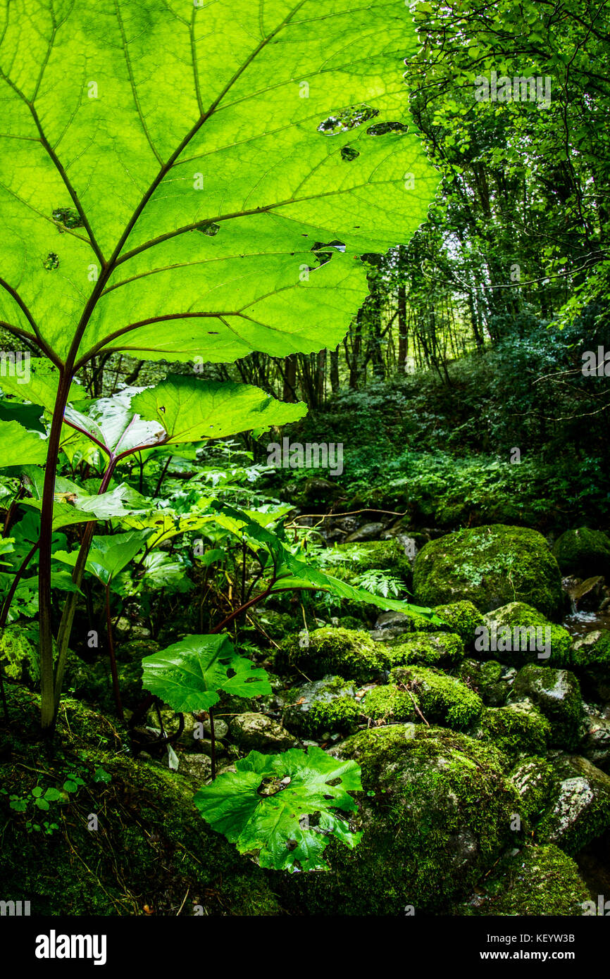 lush vegetation - green land project Stock Photo - Alamy