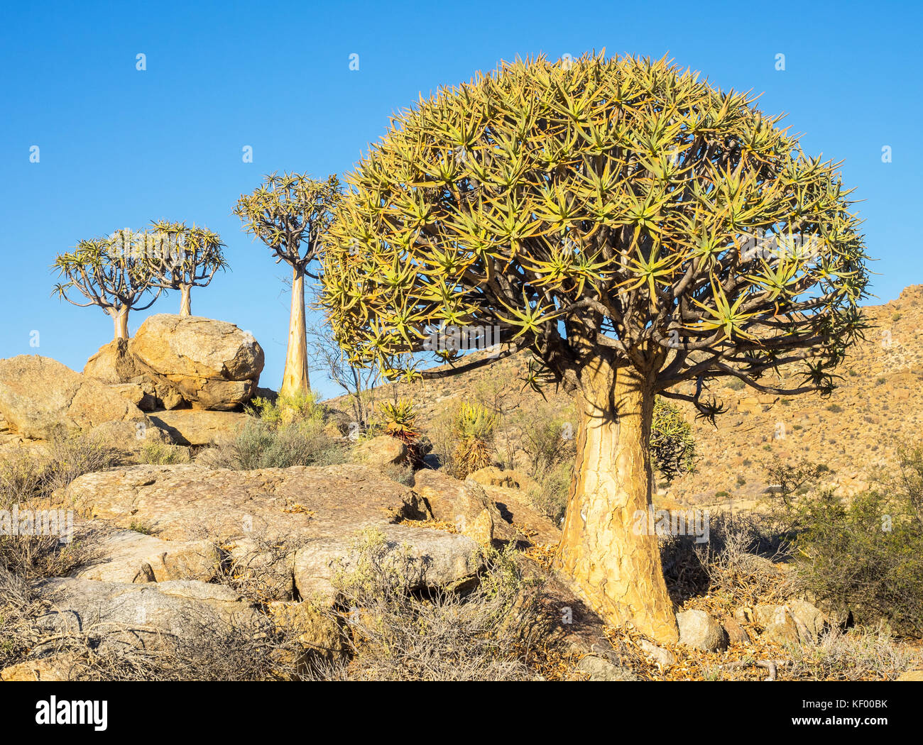 Kokerboom or Quiver Trees growing in the Goegap Nature Reserve in the Nothern Cape province of South Africa. Stock Photo