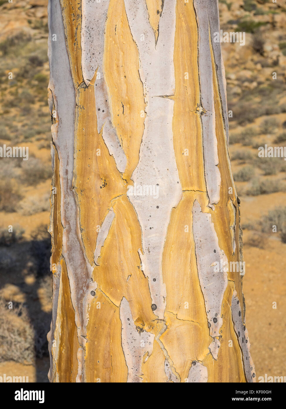 Bark of a Kokerboom or Quiver Tree growing in the Goegap Nature Reserve in the Nothern Cape province of South Africa. Stock Photo