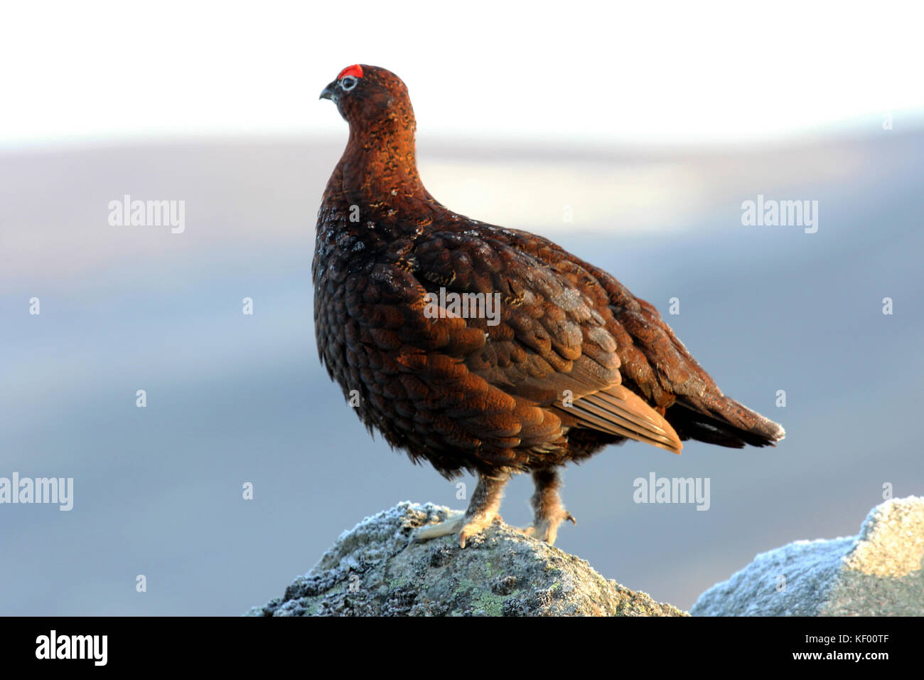 Red Grouse in the Cairngorms National Park, Scotland. Shooting season starts on 12th of August, known as glorious  twelfth. Stock Photo