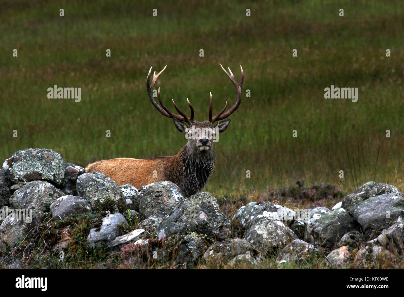 Red deer, Cervus elaphus, Glen Muick, in the Cairngorms National Park, Scotland. Early morning grazing behind a drystone dyke,  twelve pointed antlers Stock Photo