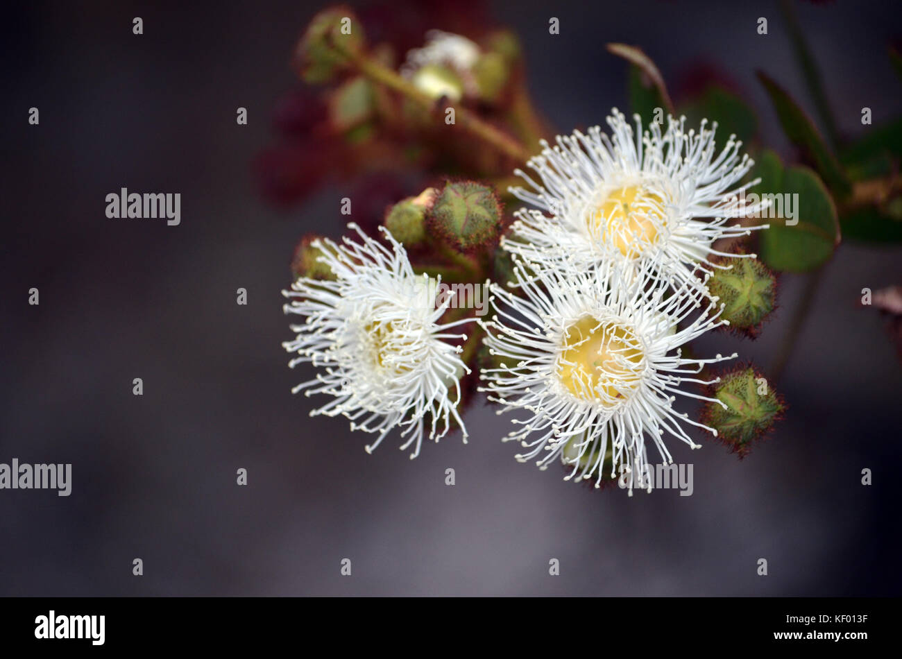 White and yellow Dwarf Apple gumtree flowers and buds, Angophora hispida, in the Royal National Park, Sydney, Australia Stock Photo