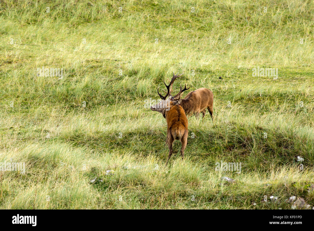 Two Scottish Red deer (Cervus elaphus scoticus) stags fighting during the rutting season, Isle of Rum. Stock Photo