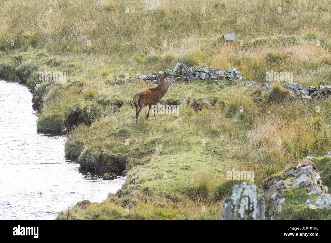 Red deer stag (Cervus elaphus scoticus) calling during the rusting season in the wild. Stock Photo