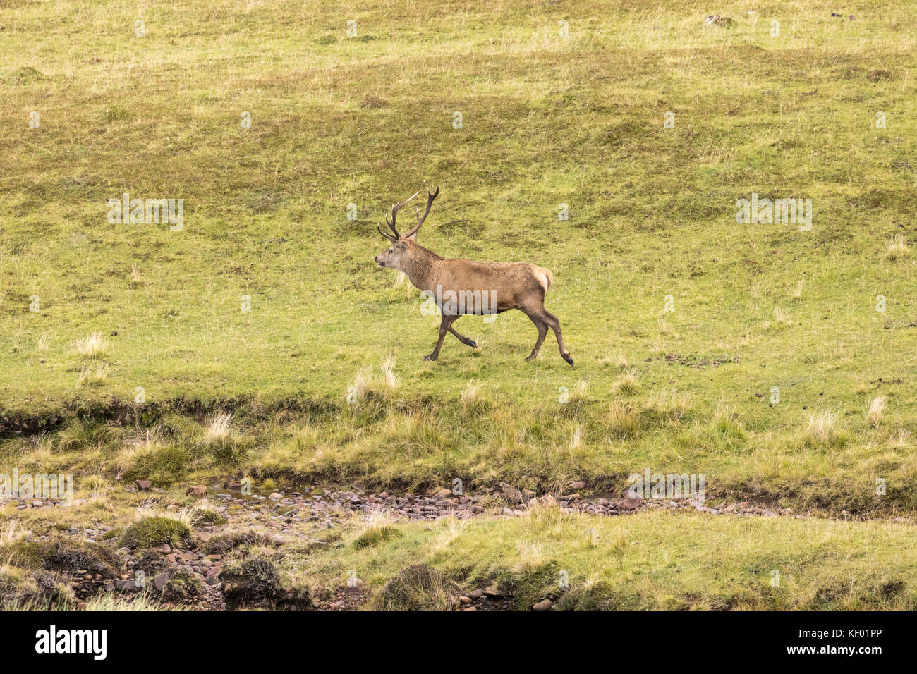 Red deer stag (Cervus elaphus scoticus) in the wild. Stock Photo