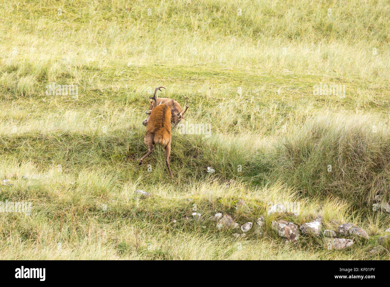 Scottish Red deer (Cervus elaphus scoticus) stags fighting during the rutting season, Isle of Rum. Stock Photo