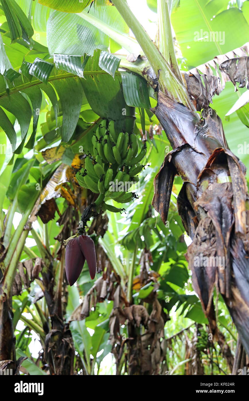 Banana plantation, El Trapiche (Sugar Mill) farm tour, near Santa Elena, Guanacaste province, Costa Rica, Central America Stock Photo