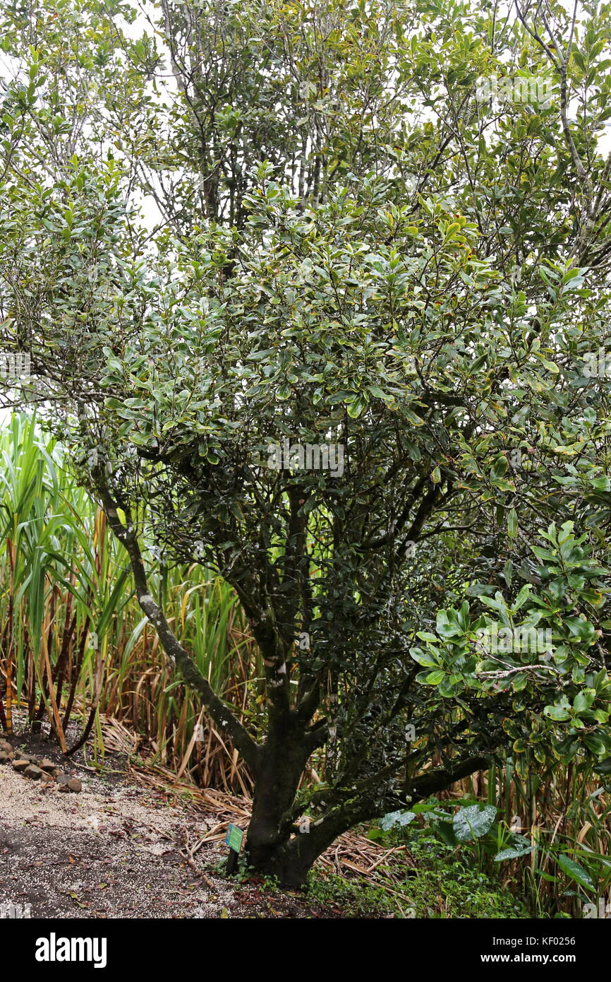 Macadamia nut tree (Macadamia integrifolia), El Trapiche (Sugar Mill) farm tour, near Santa Elena, Guanacaste province, Costa Rica, Central America Stock Photo