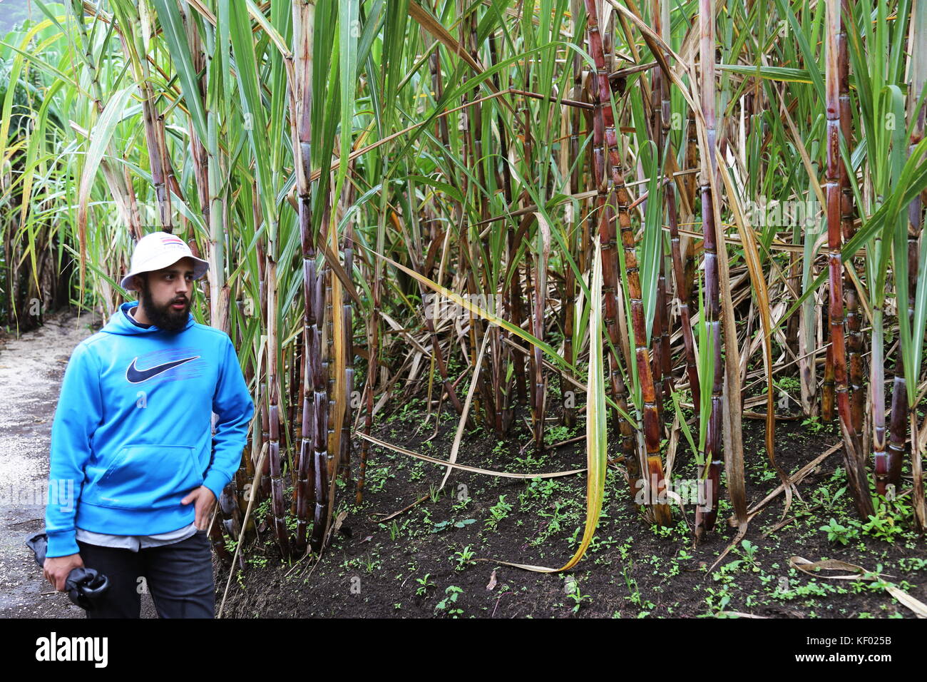 Sugarcane (Saccharum officinarum), (El Trapiche (Sugar Mill) farm tour, near Santa Elena, Guanacaste province, Costa Rica, Central America Stock Photo