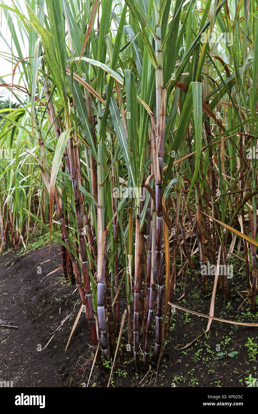 Sugarcane (Saccharum officinarum), (El Trapiche (Sugar Mill) farm tour, near Santa Elena, Guanacaste province, Costa Rica, Central America Stock Photo