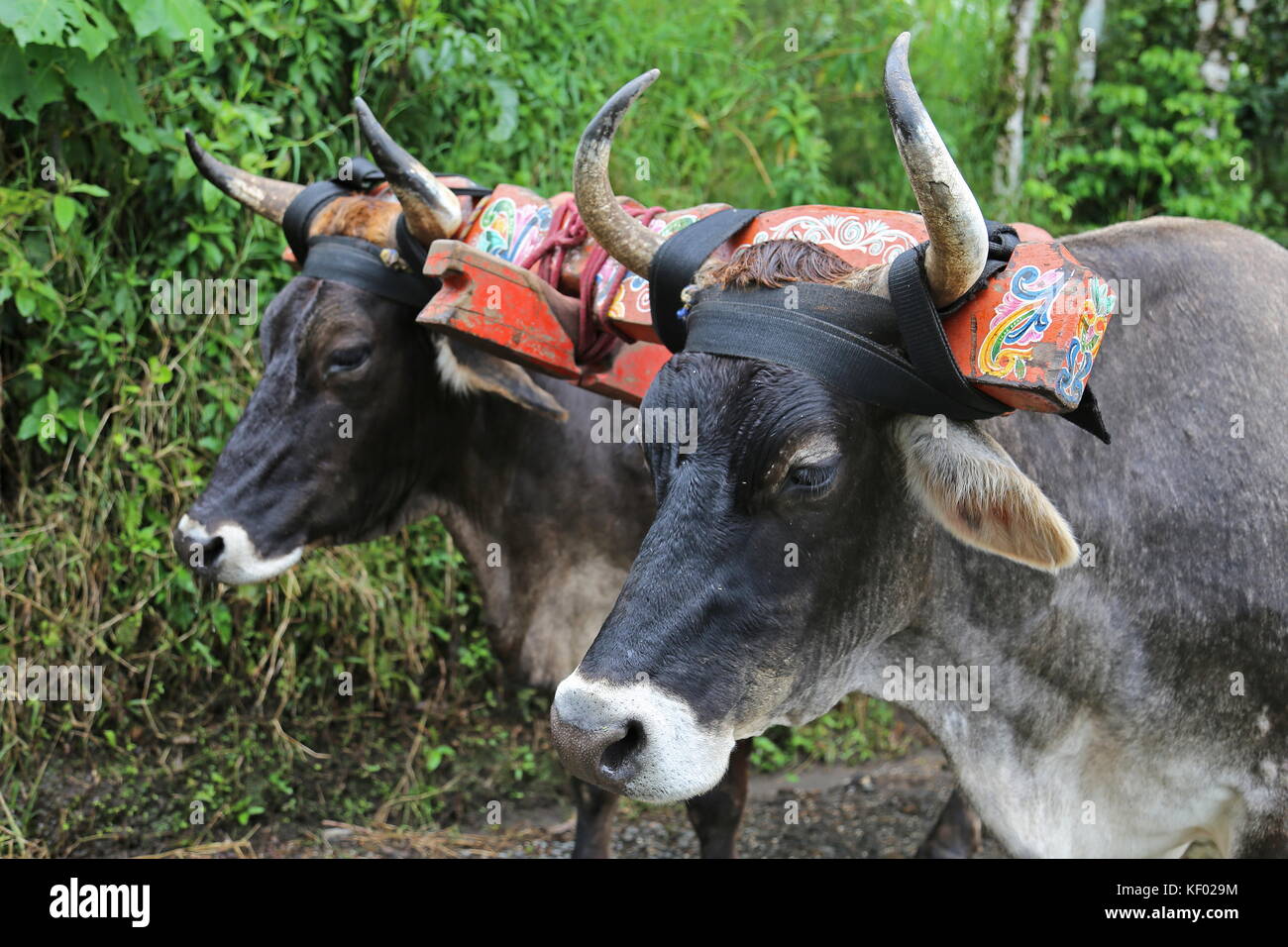 Oxen, El Trapiche (Sugar Mill) farm tour, near Santa Elena, Guanacaste