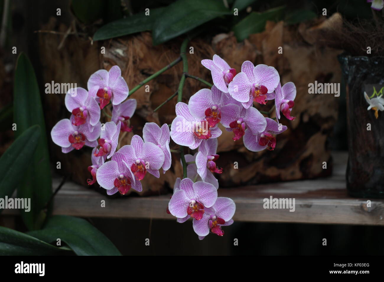 Stunning Orchids Their Genes And The Secrets Of Their Shapes - 4e5keva