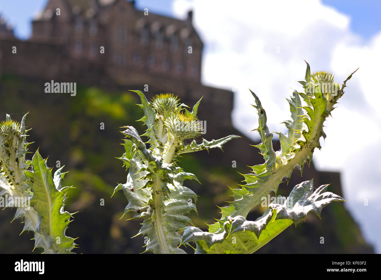 Thistle, with Edinburgh Castle in background, Scotland Stock Photo
