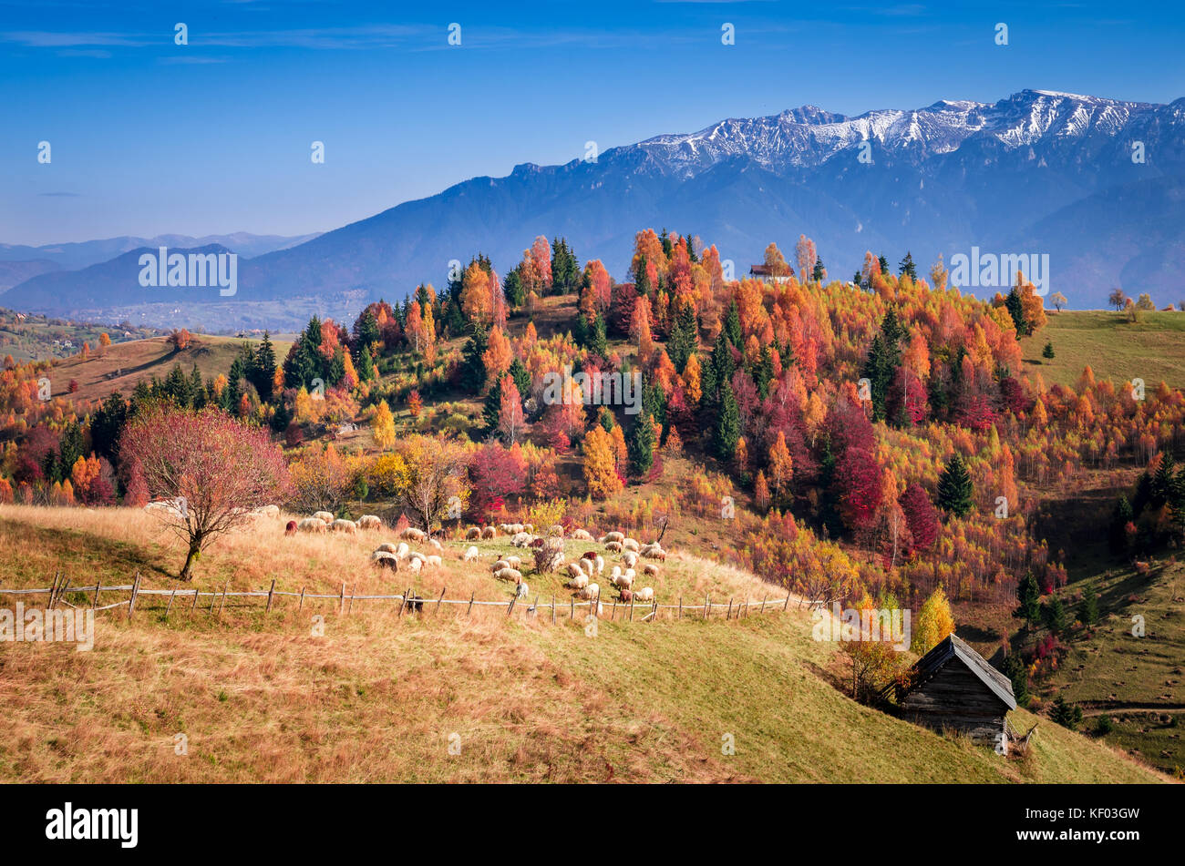 Autumn landscape. Flock of sheep grazing near a mountain wood Stock ...