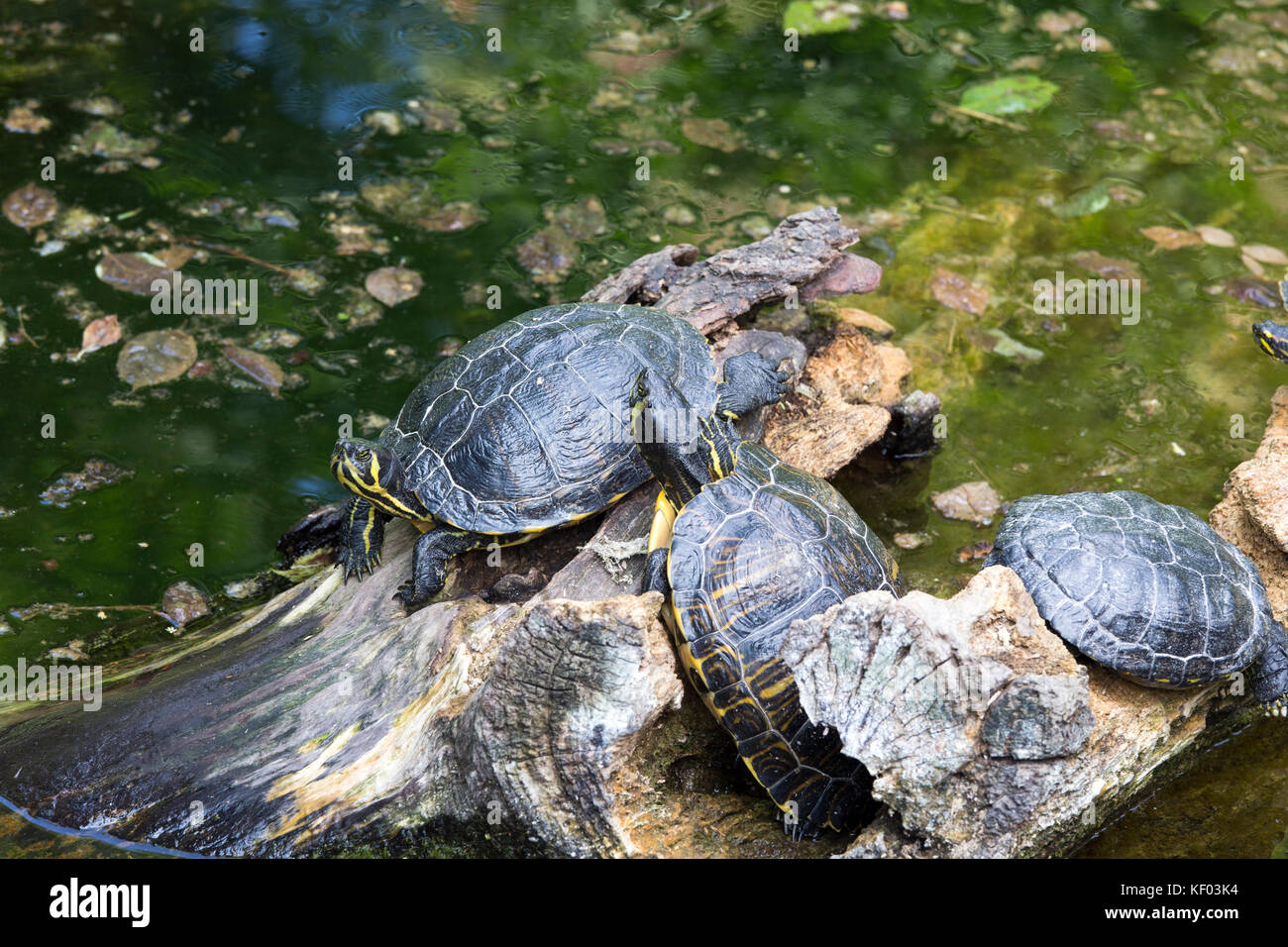 Water turtles in Italy at a park, Milan Stock Photo - Alamy