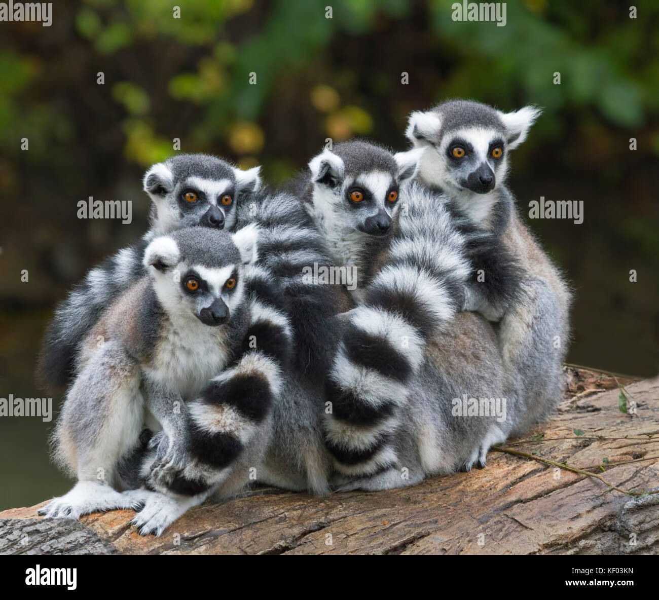 Group of alerted ring-tailed lemurs Stock Photo