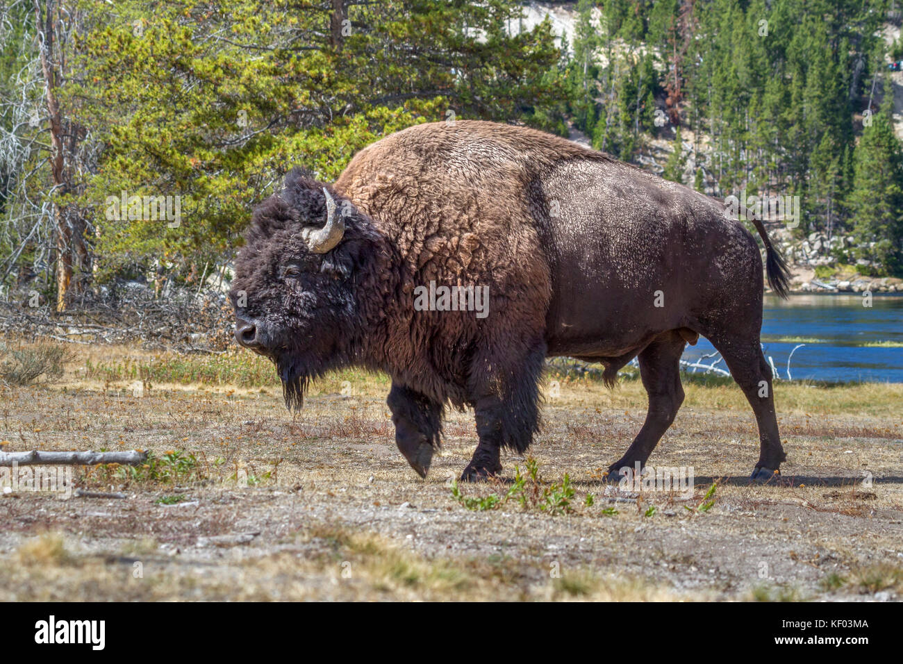 American bison (Bison bison) at Yellowstone River Stock Photo