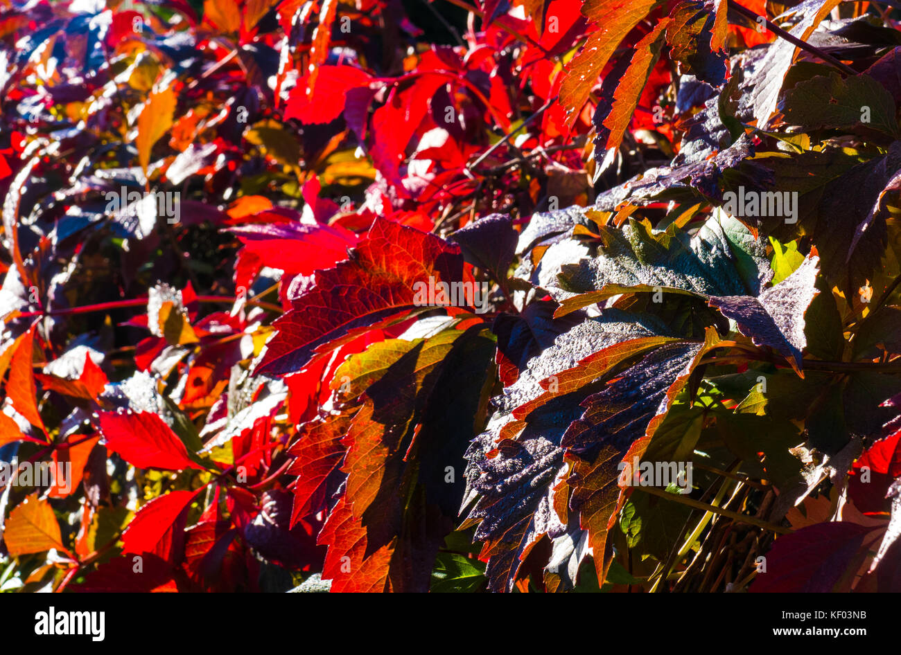 Red autumn leaves Stock Photo