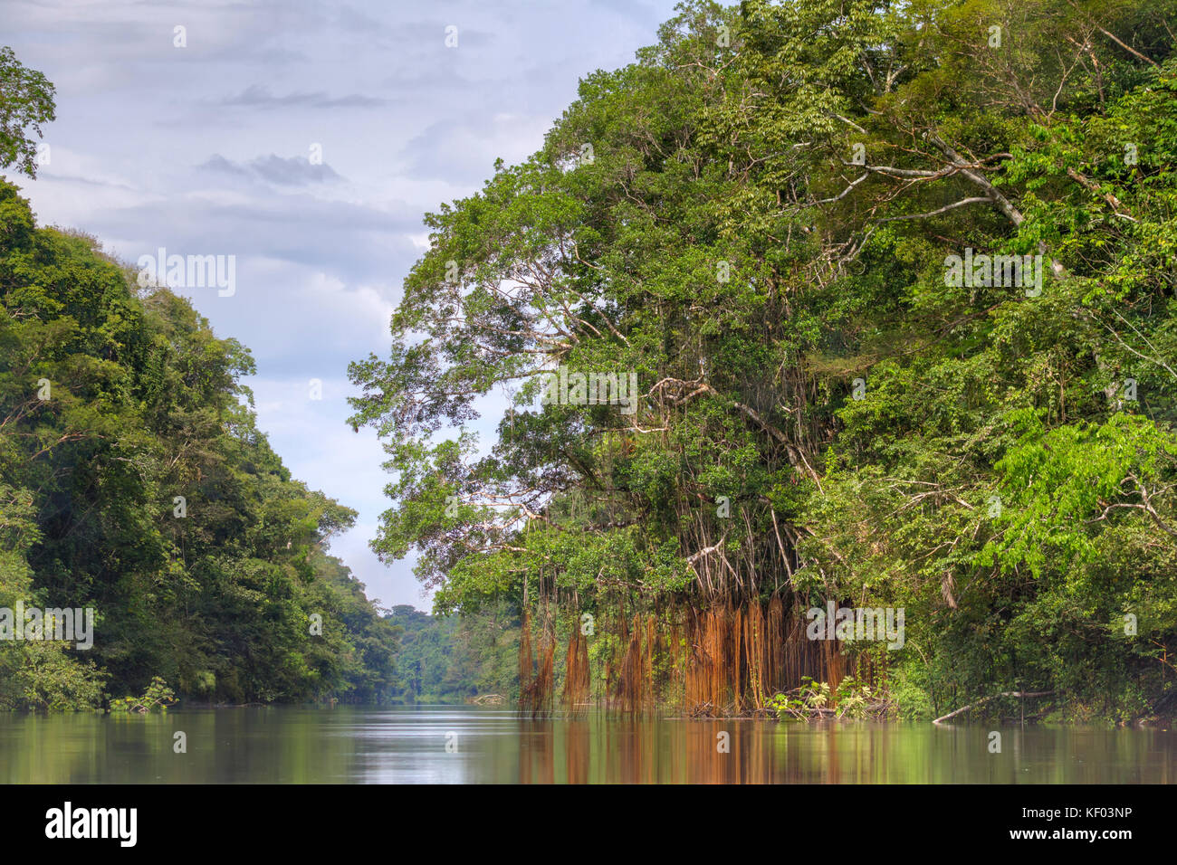 River view of the Amazon rainforest featuring hanging aerial roots, Pacaya-Samiria National Reserve, Peru Stock Photo