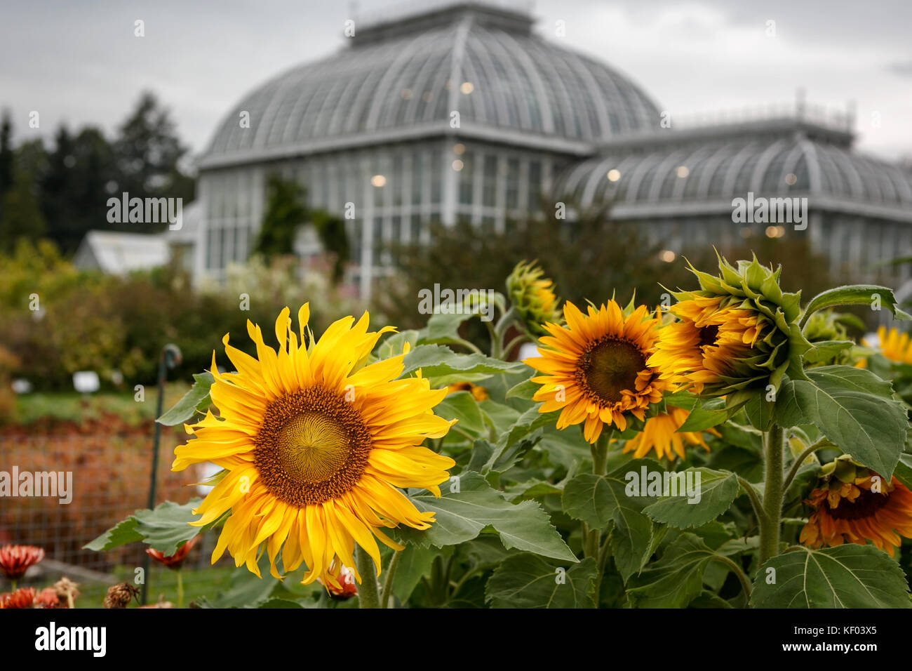 Sunflowers grown in garden and greenhouse in the background, Helsinki