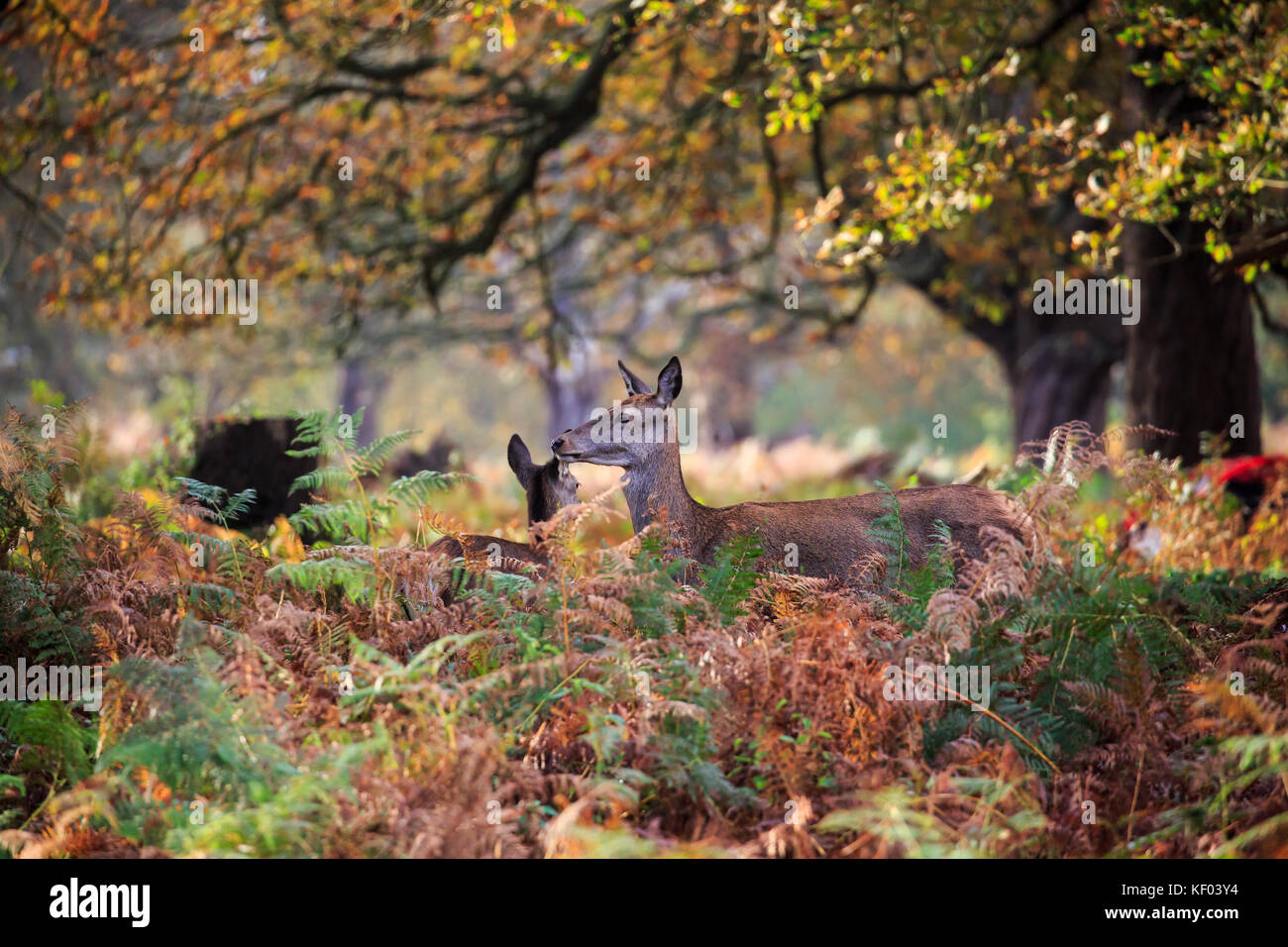 Red Deer in Autumn Stock Photo