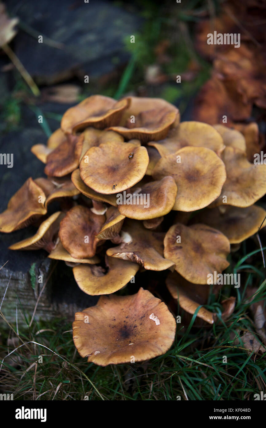 Wild mushrooms growing under trees in North Yorkshire Stock Photo Alamy