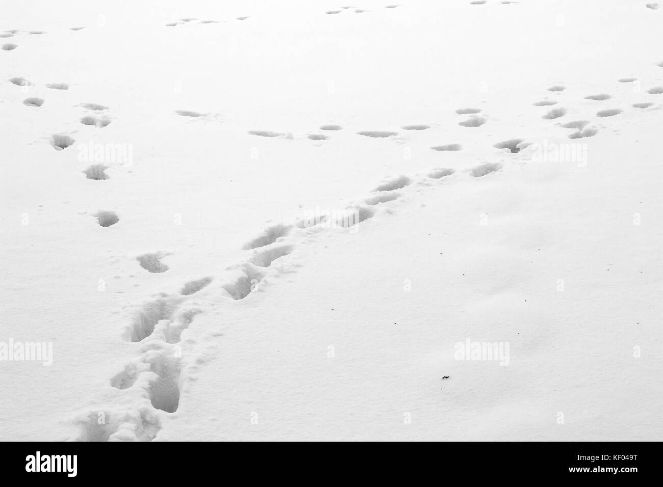 Animal footprints cross the snow, Plitvice Lakes National Park, Croatia, January 2017 Stock Photo