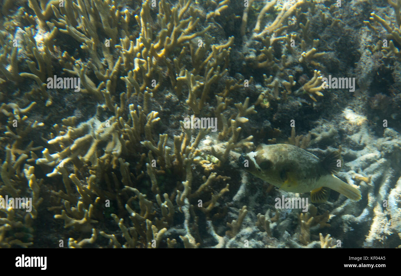 Dog fish swimming in the reef of Indonesia Stock Photo