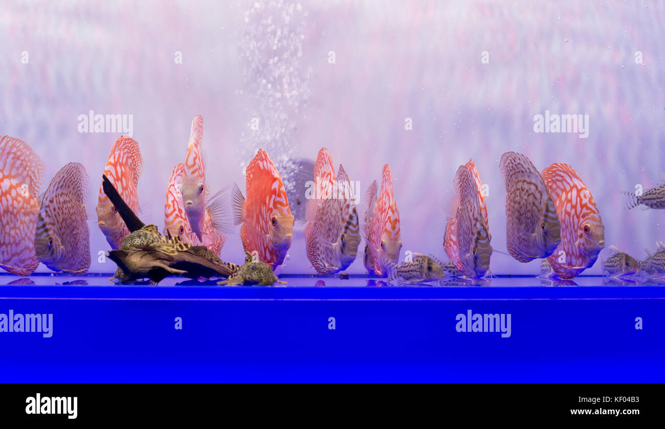 Many discus fishes in frashwater aquarium Stock Photo