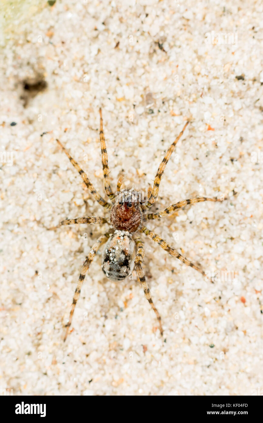 Wolf spider Arctosa perita, an adult on a sand dune Stock Photo