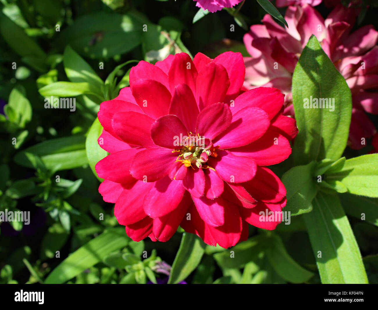 Light pink dahlias High Resolution Stock Photography and Images - Alamy