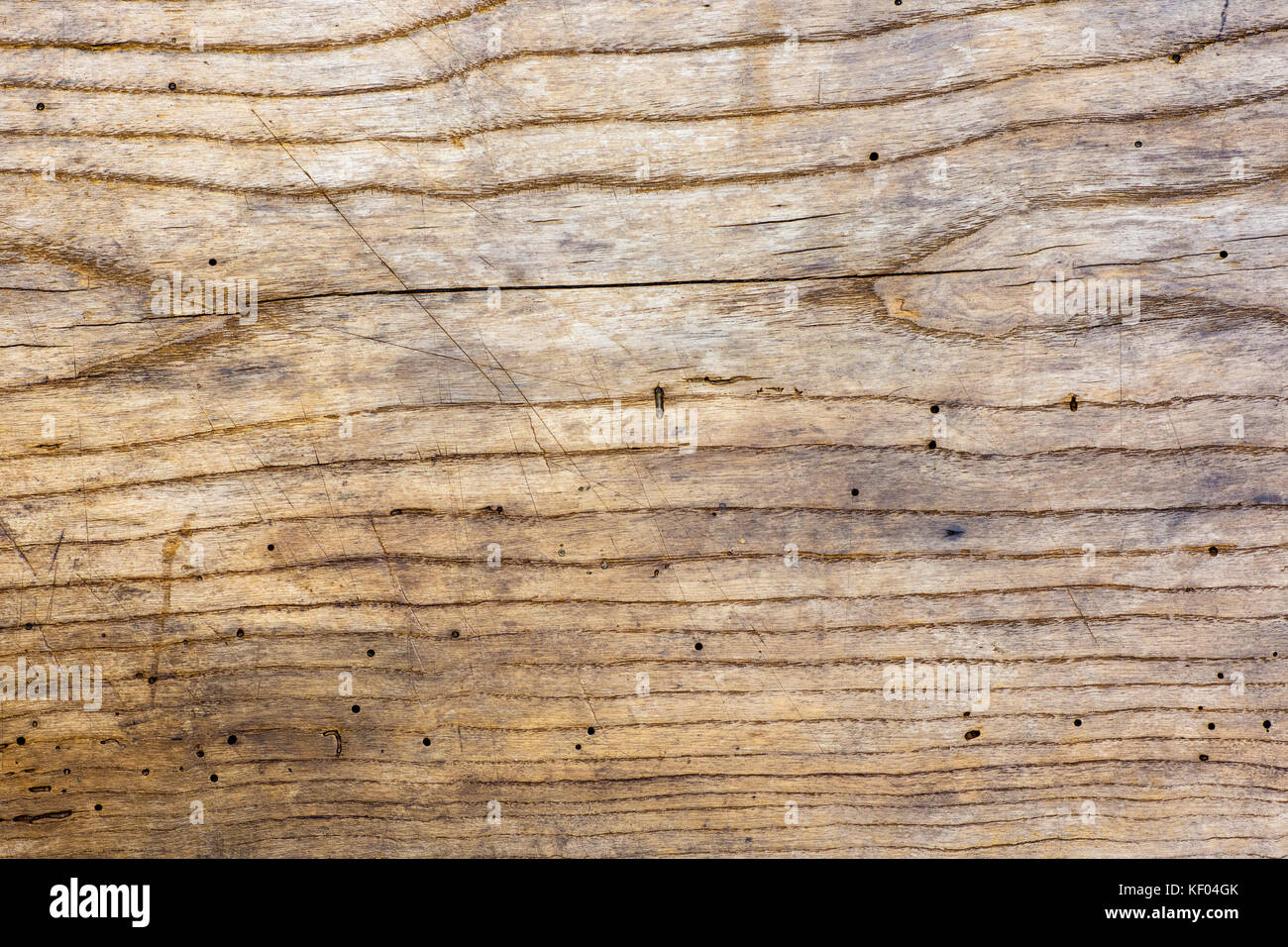 Photo of old oak wood texture with grooves and holes from the worm, suitable as a background Stock Photo