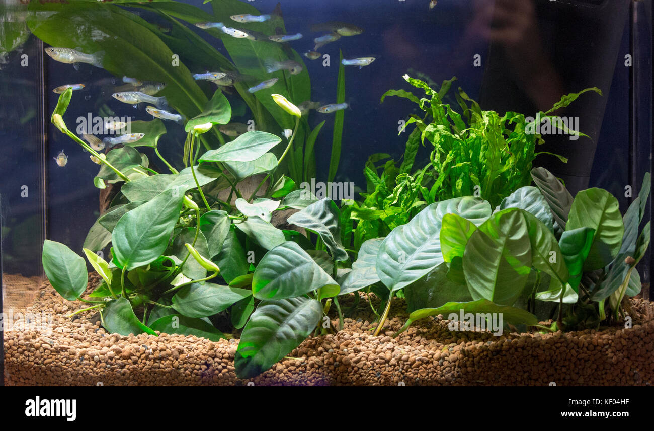 Beautiful planted aquarium with Guppies fishes Stock Photo