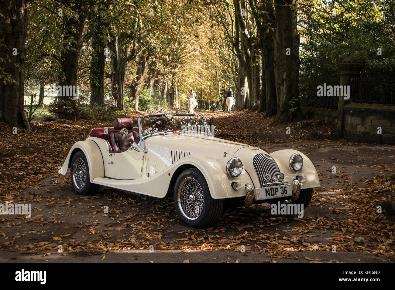 A cream Morgan Sports Car photographed in the Autumn, in Cragg Wood,  Rawdon, Yorkshire Stock Photo - Alamy