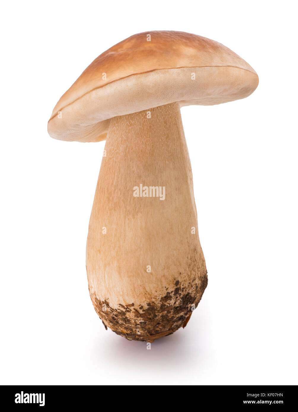 Boletus Mushroom isolated  on white background Stock Photo
